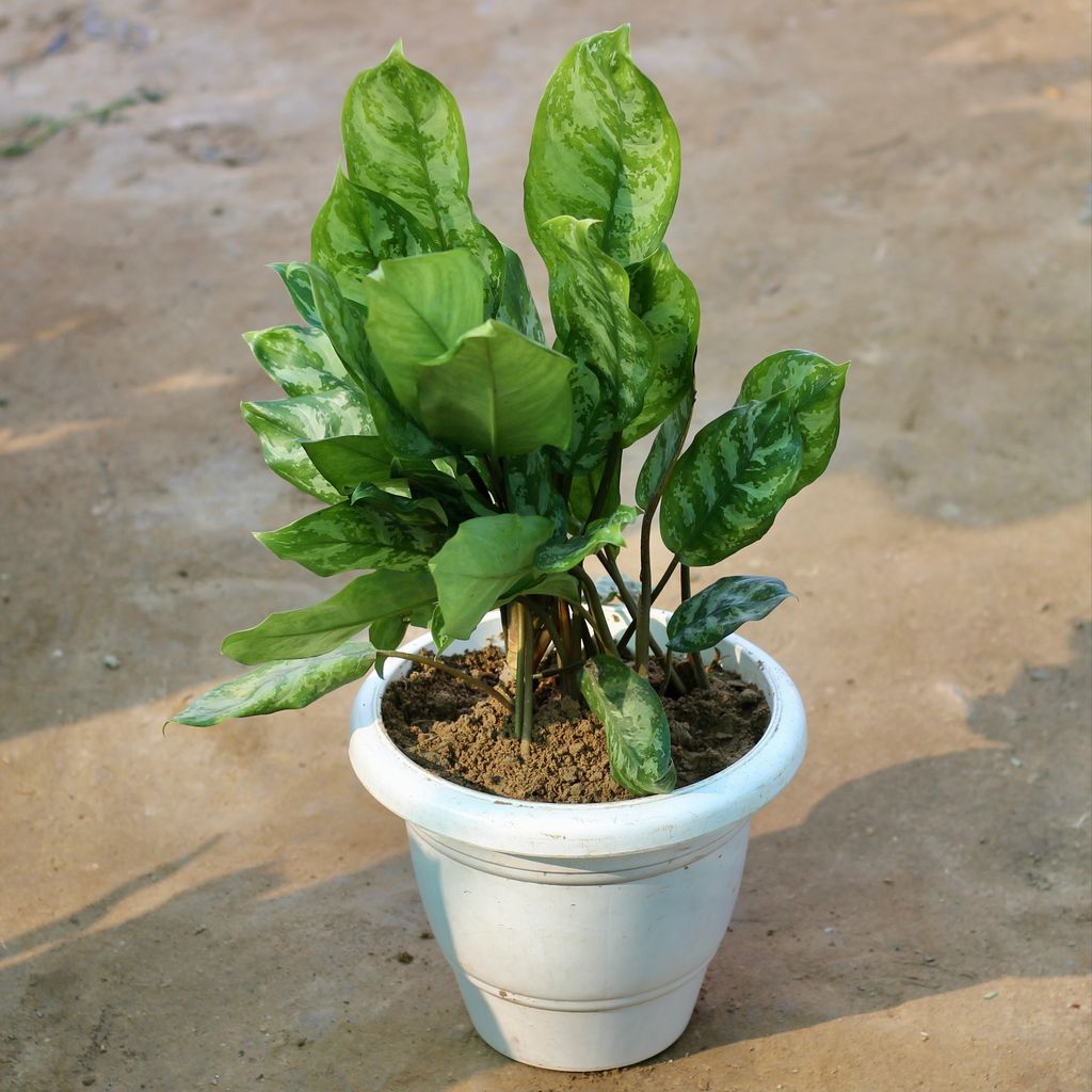 Aglaonema Green in 10 Inch White Plastic Pot