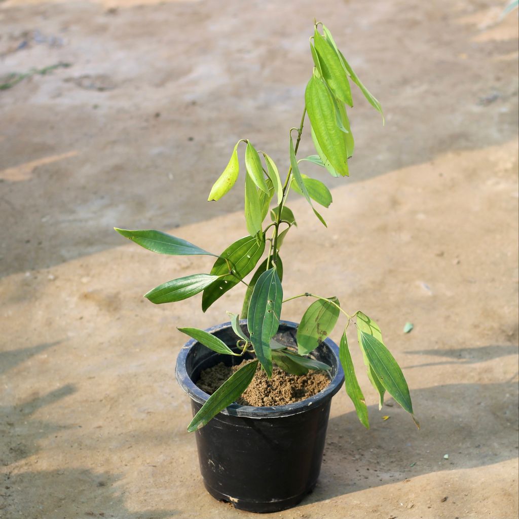 Tej Patta / Bay Leaf in 8 Inch Plastic Pot