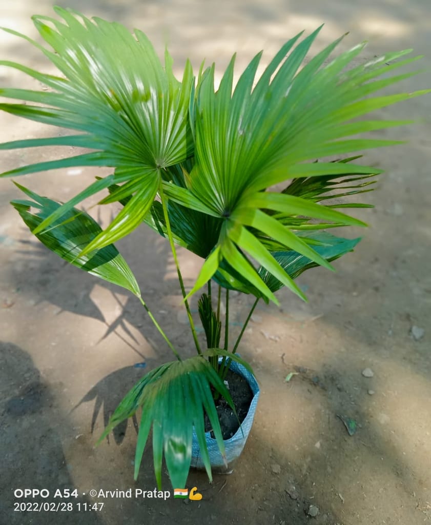 China Palm in 7 Inch Nursery bag
