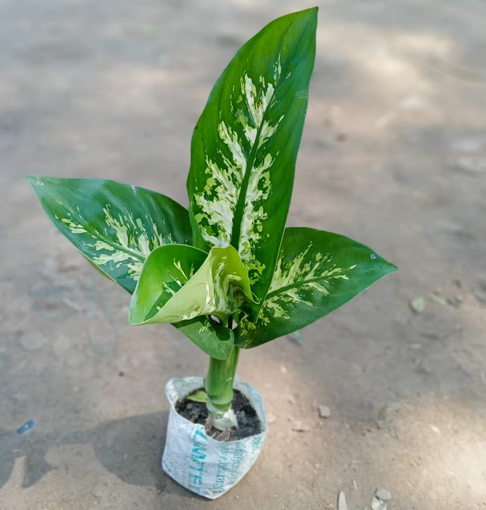Dieffenbachia Dumb Cane Plant in 5 Inch Nursery Bag