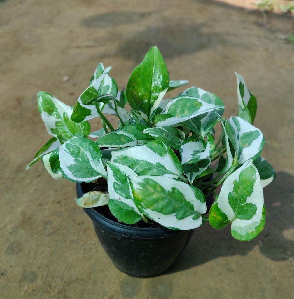 Money Plant Marble in 5 Inch Plastic Pot