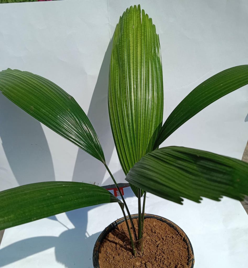Rare Palm in 6 Inch Plastic Pot