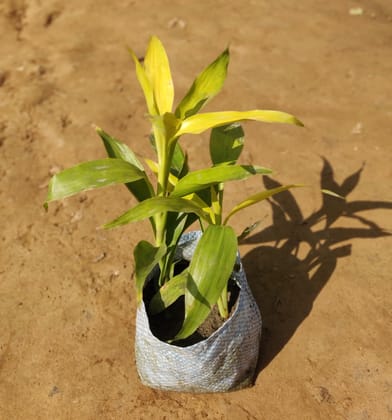 Buy Lucky Bamboo Plant in 4 Inch Nursery Bag Online | Urvann.com