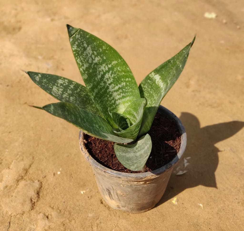 Green Dwarf Snake Plant in 4 Inch Plastic Pot