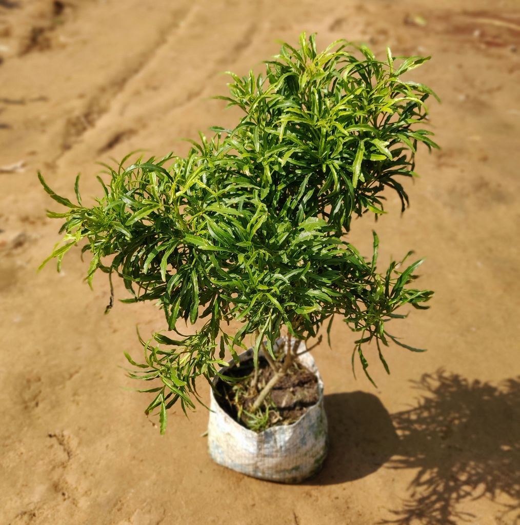 Aralia Green Plant in 4 Inch Nursery Bag