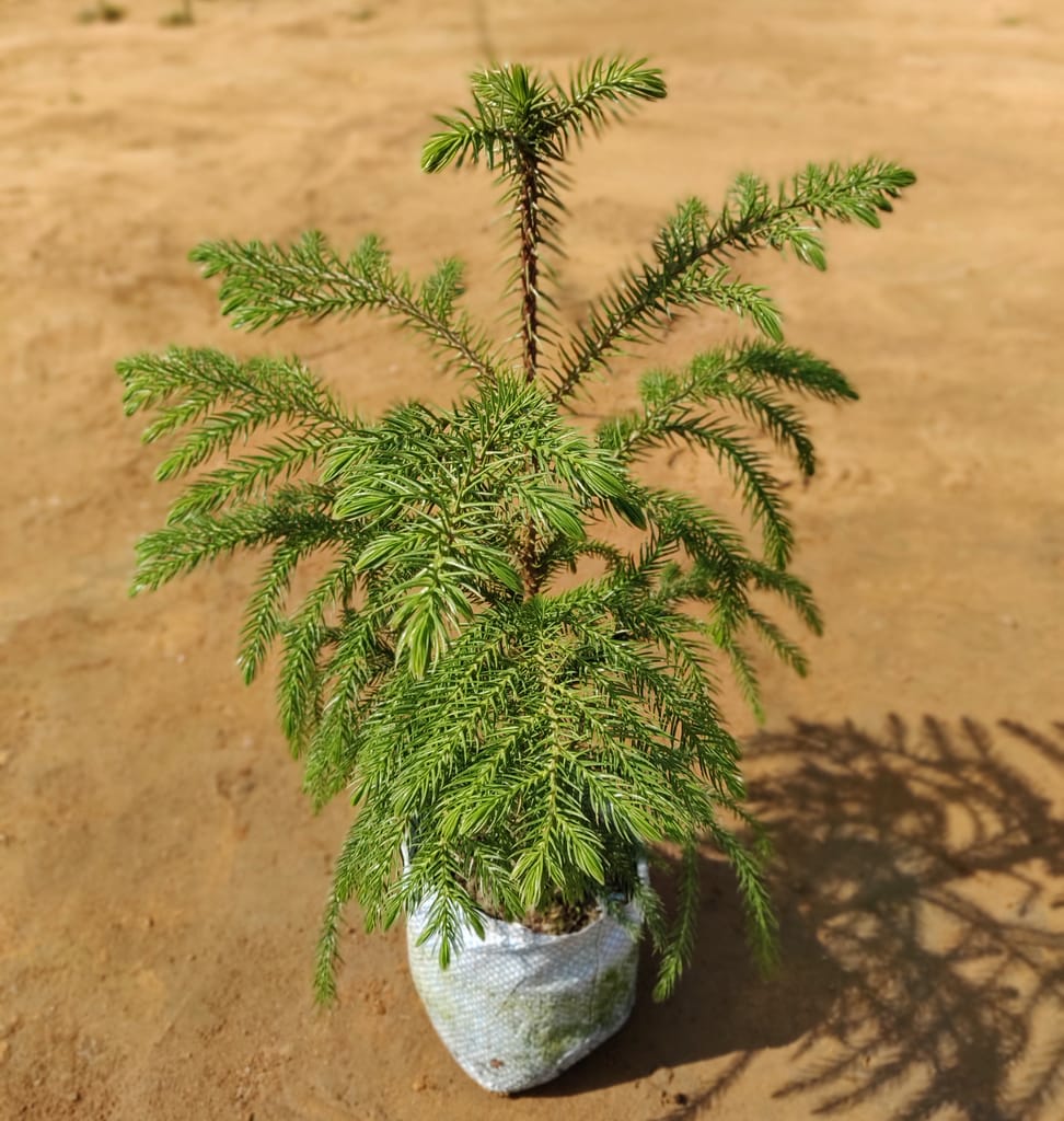 Araucaria / Christmas Tree (~12 inches) in 5 Inch Nursery Bag