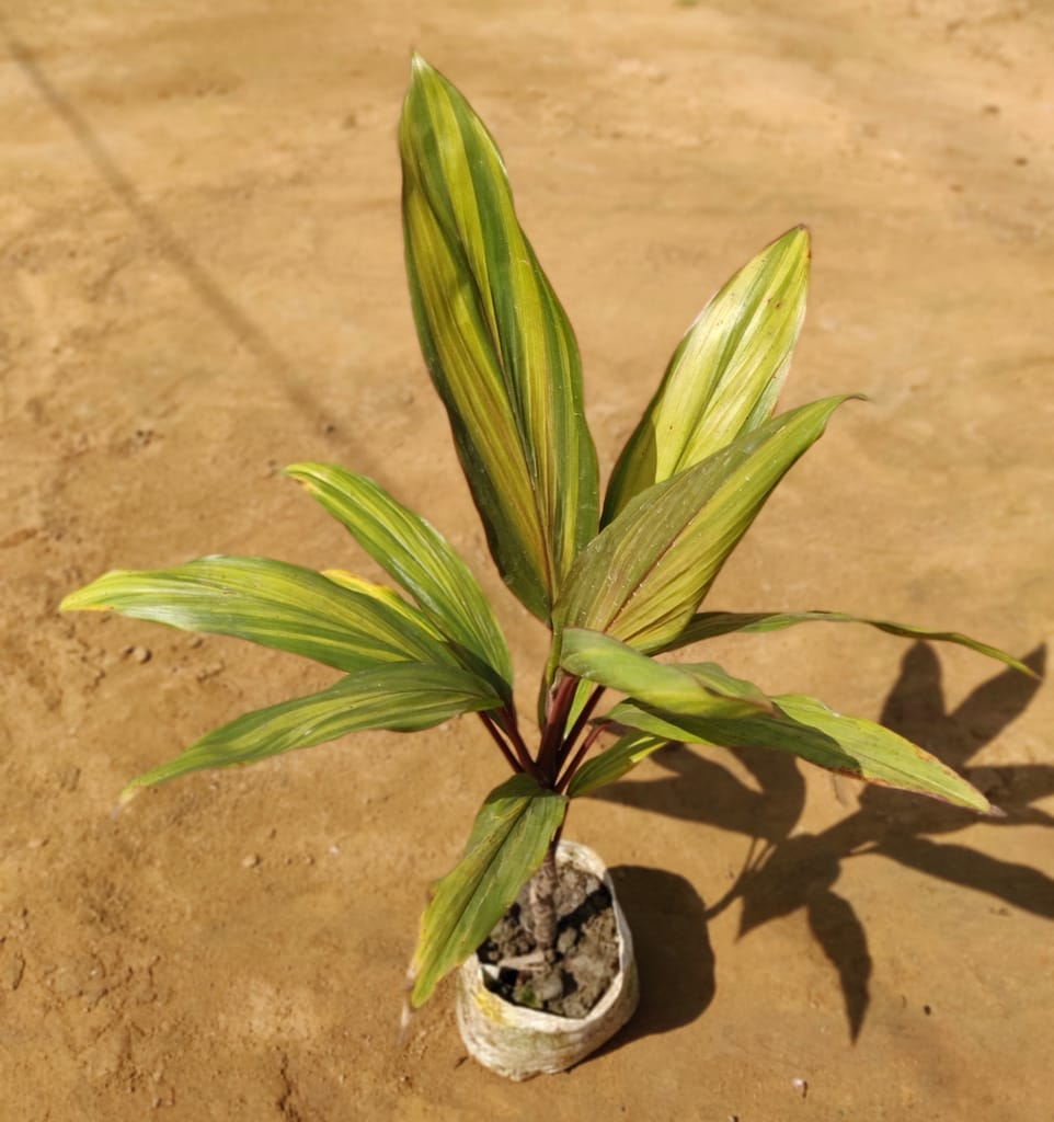 Dracaena Cordyline Green Plant in 4 Inch Nursery Bag