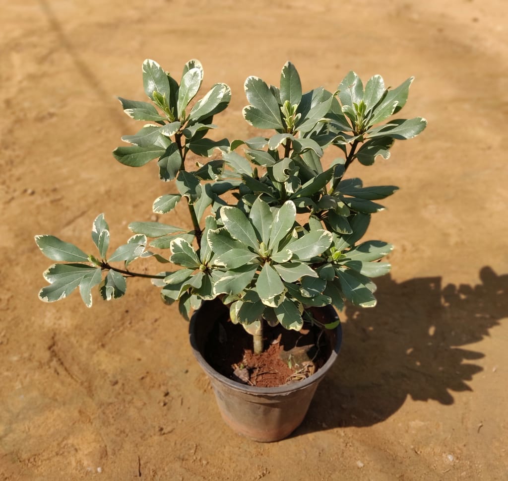 Ficus Green Variegated in 6 Inch Plastic Pot