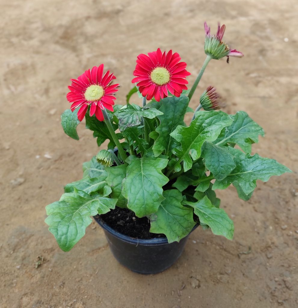 Red Gerbera in 6 Inch Nursery Pot