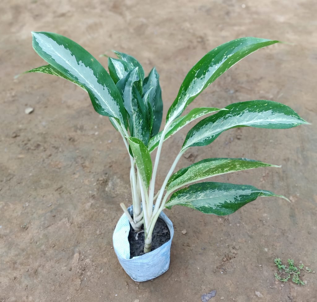 Aglaonema Silver Plant in 7 Inch Nursery Bag