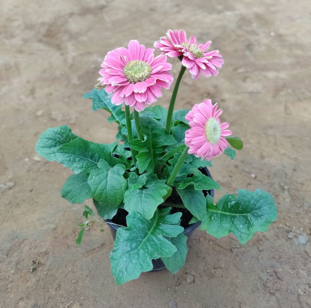 Pink Gerbera in 6 Inch Nursery Pot