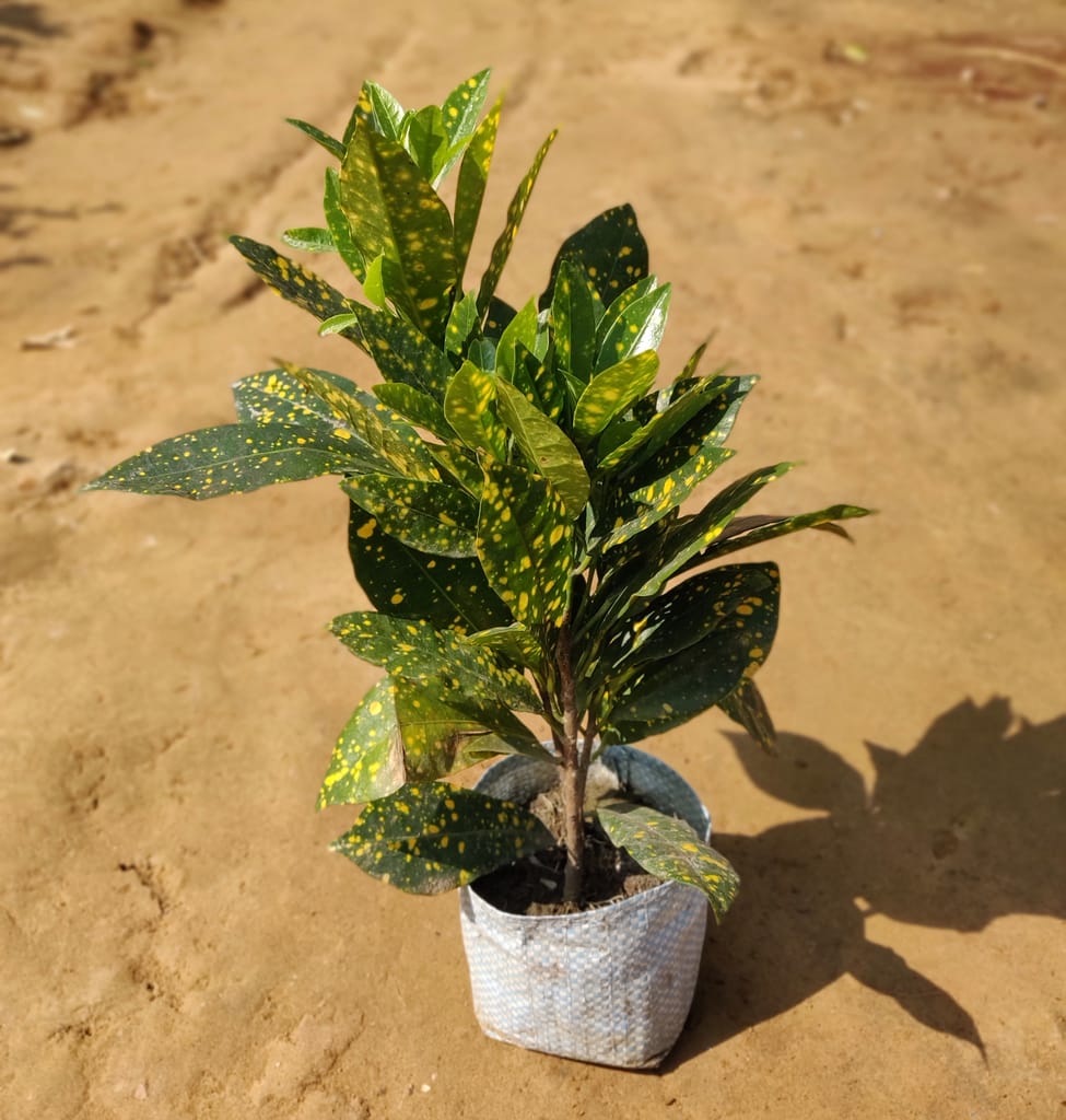 Baby Croton Plant in 4 Inch Nursery Bag