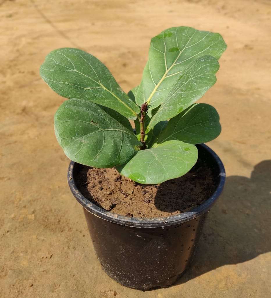 Fiddle Leaf Fig / Ficus Lyrata in 8 Inch Plastic Pot