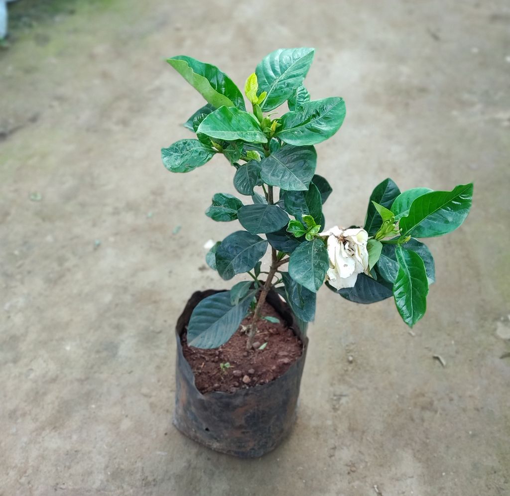 Gardenia Gandhraaj in 10 Inch bag