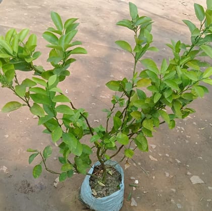 Buy Hybrid Lemon in 10inch nursery bag (Kaagzi Nimbu) Online | Urvann.com