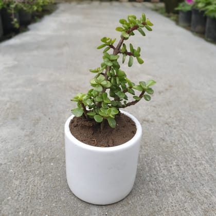 Buy Lucky Jade in 4 Inch White Ceramic Pot Online | Urvann.com