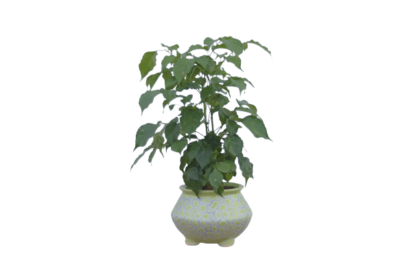 Radermachera in 7" Ceramic Pot