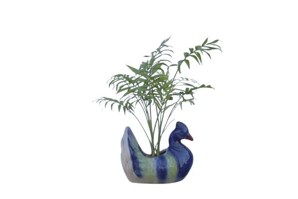 Chamaedorea in 5 Inch Ceramic Bird Planter
