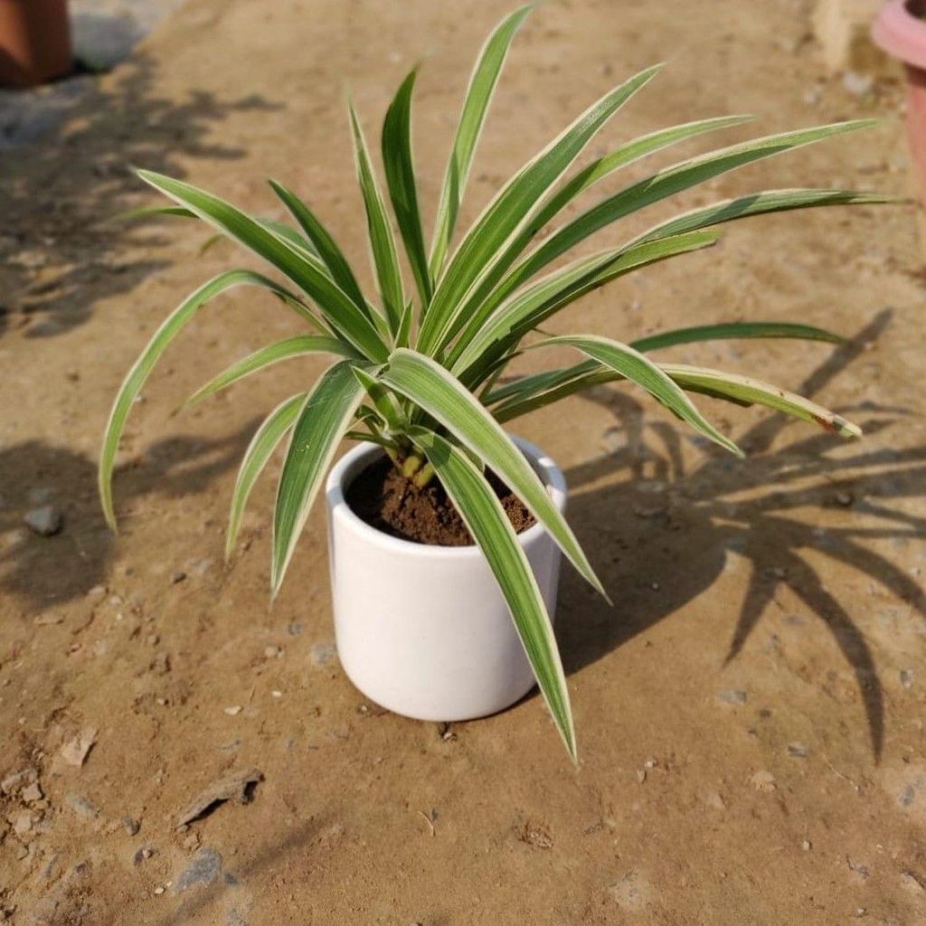 Spider Plant in 4 Inch White Ceramic Pot