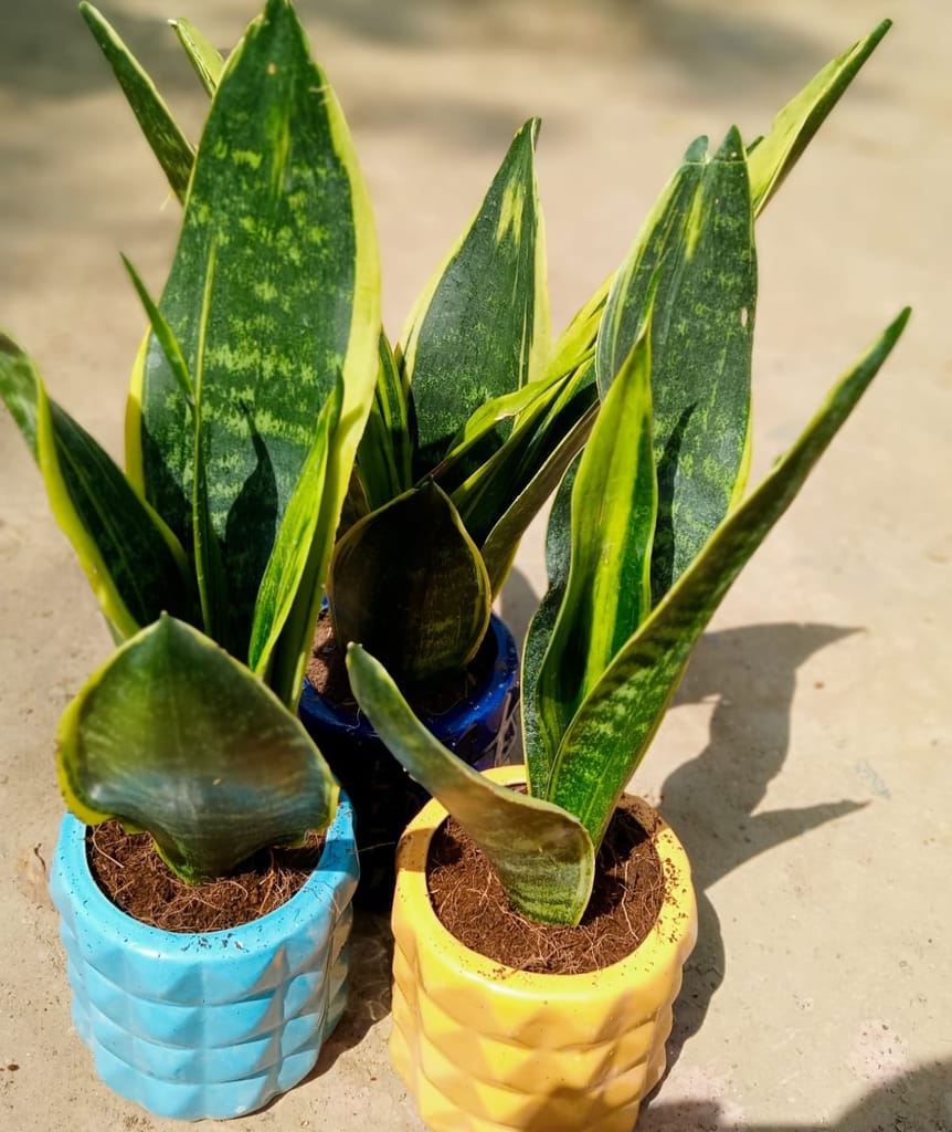 Thailand Snake Plant in 4 Inch Ceramic Pot (Any color)