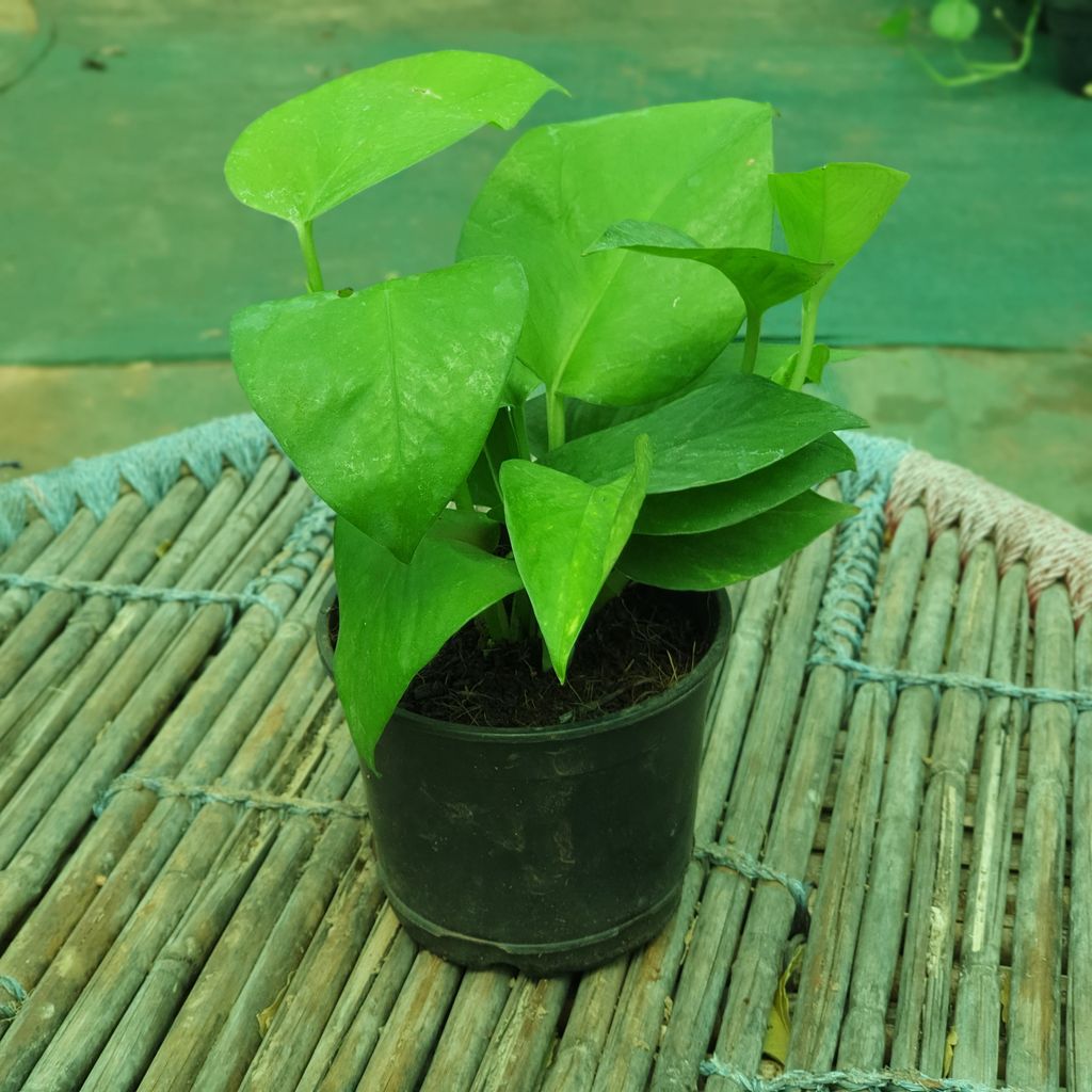 Bushy Money Plant in 4 inch Plastic Pot