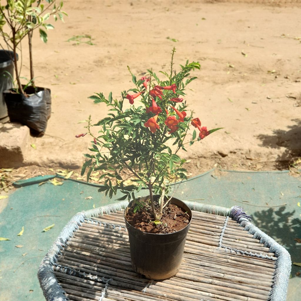Tecoma Orange Plant in 6 inch Plastic Pot