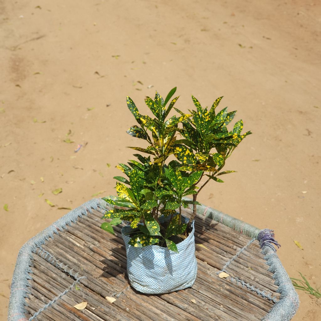 Baby Croton Plant in 7 inch Nursery Bag