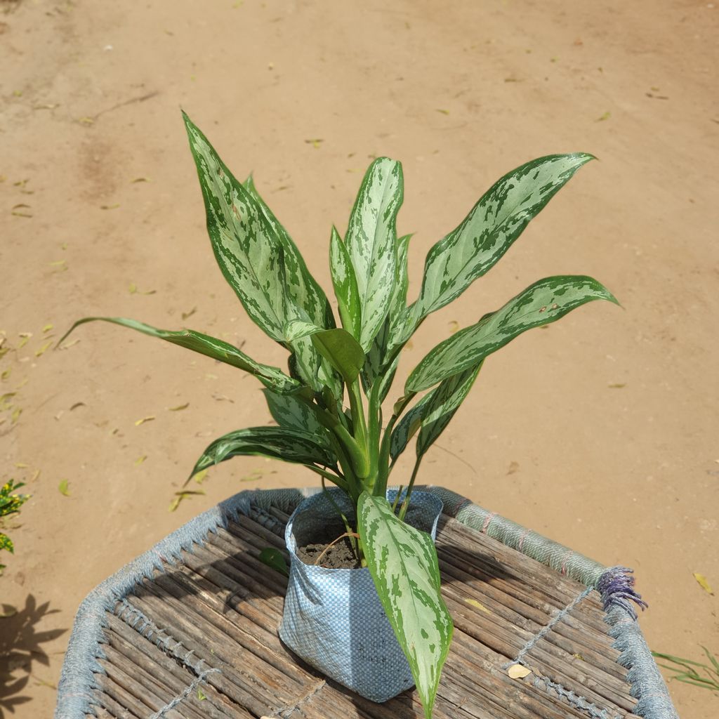 Aglaonema Jungle Parrot Plant in 6 inch Nursery Bag