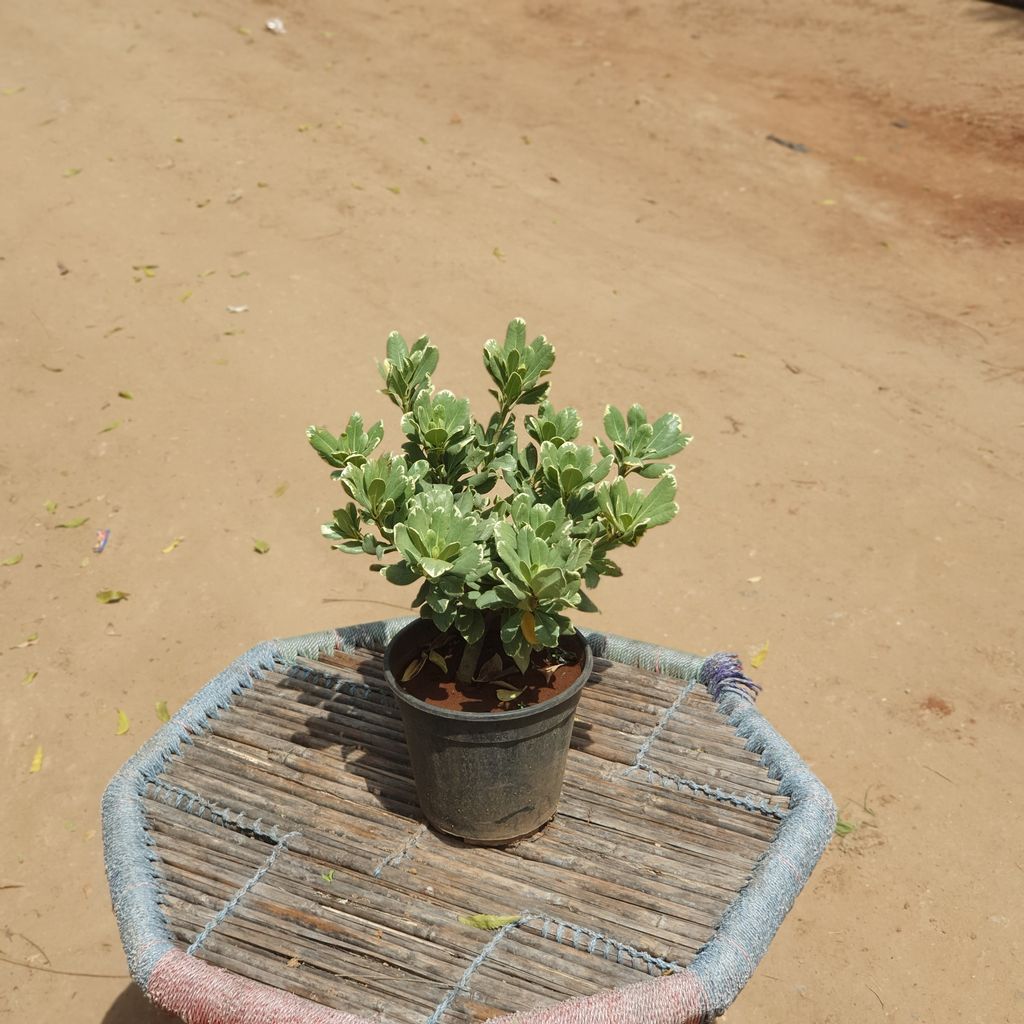 Fictosporum Plant in 6 inch