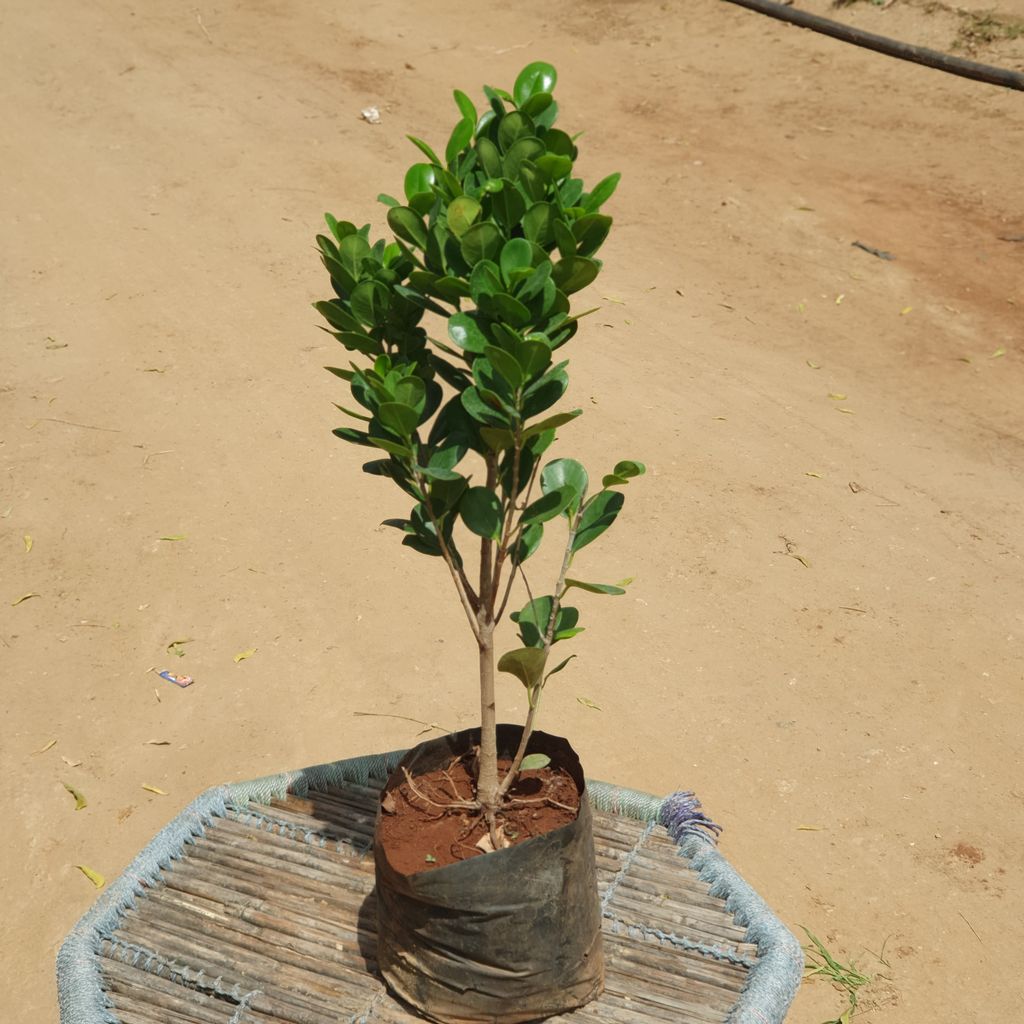 Moclame Ficus Plant in 10 inch Nursery Bag