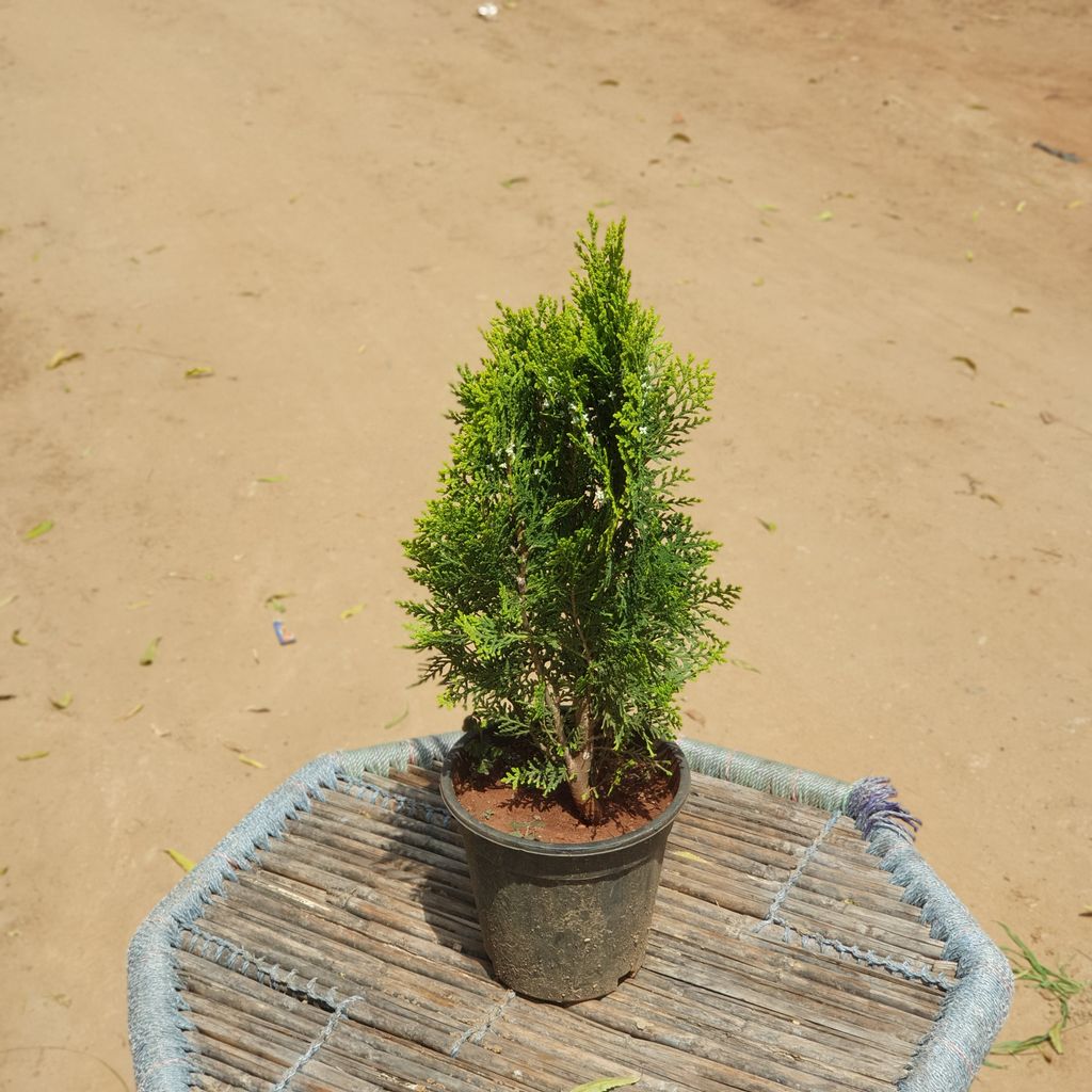 Morpankhi Vidya Plant in 6 inch Plastic Pot