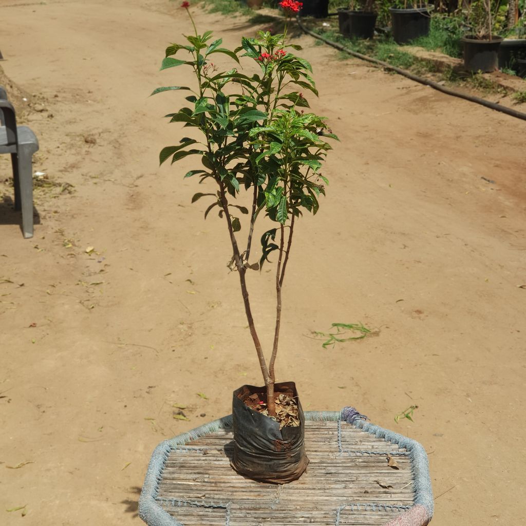 Jatroopa Flowering Plant in 8 inch Nursery Bag