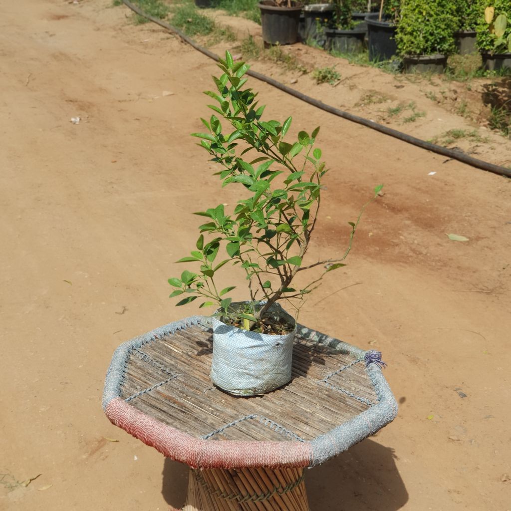 Lemon kaagzi Nimbu Plant in 7 inch Nursery Bag