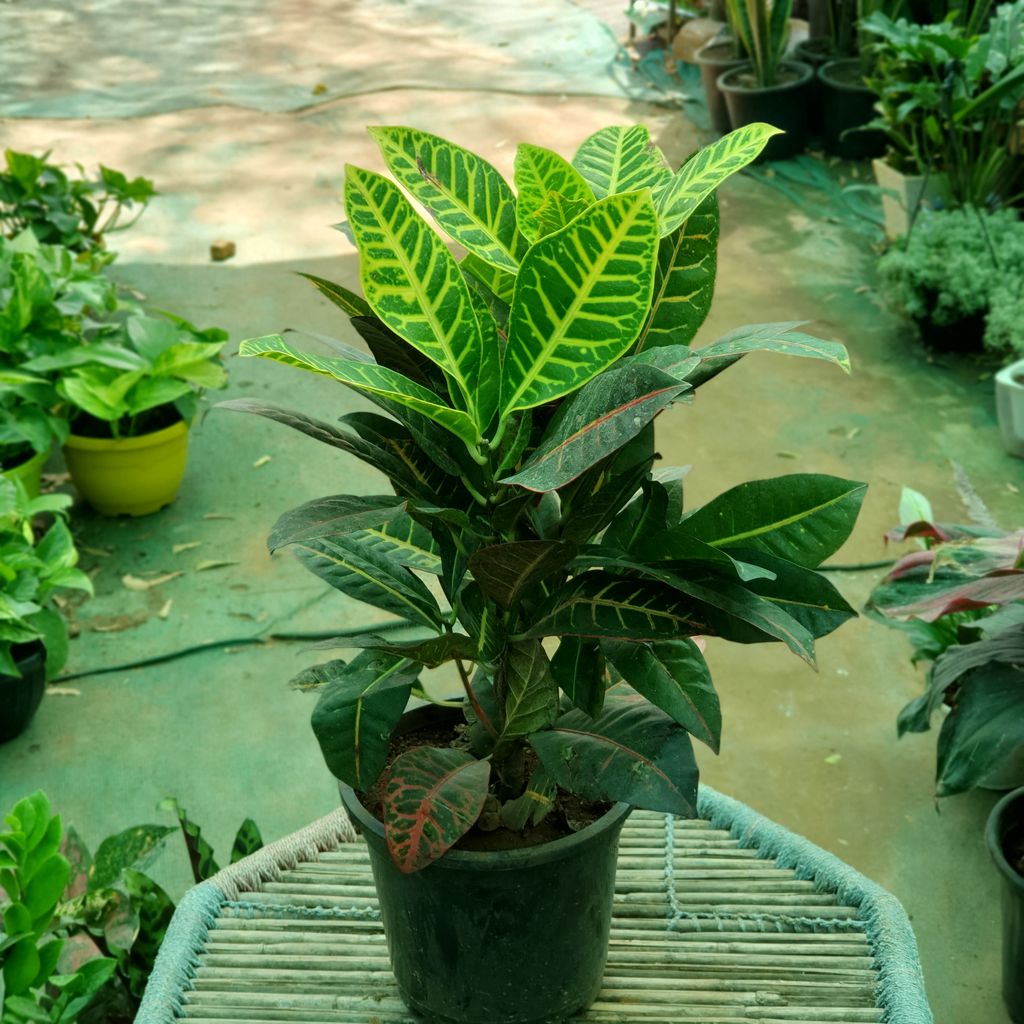 Croton Petra Plant in 10 inch Plastic Pot