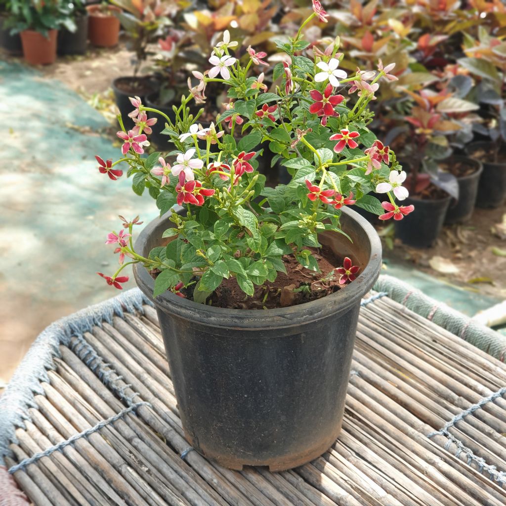Fragrant Madhumalti Dwarf Plant in 8 inch Plastic Pot