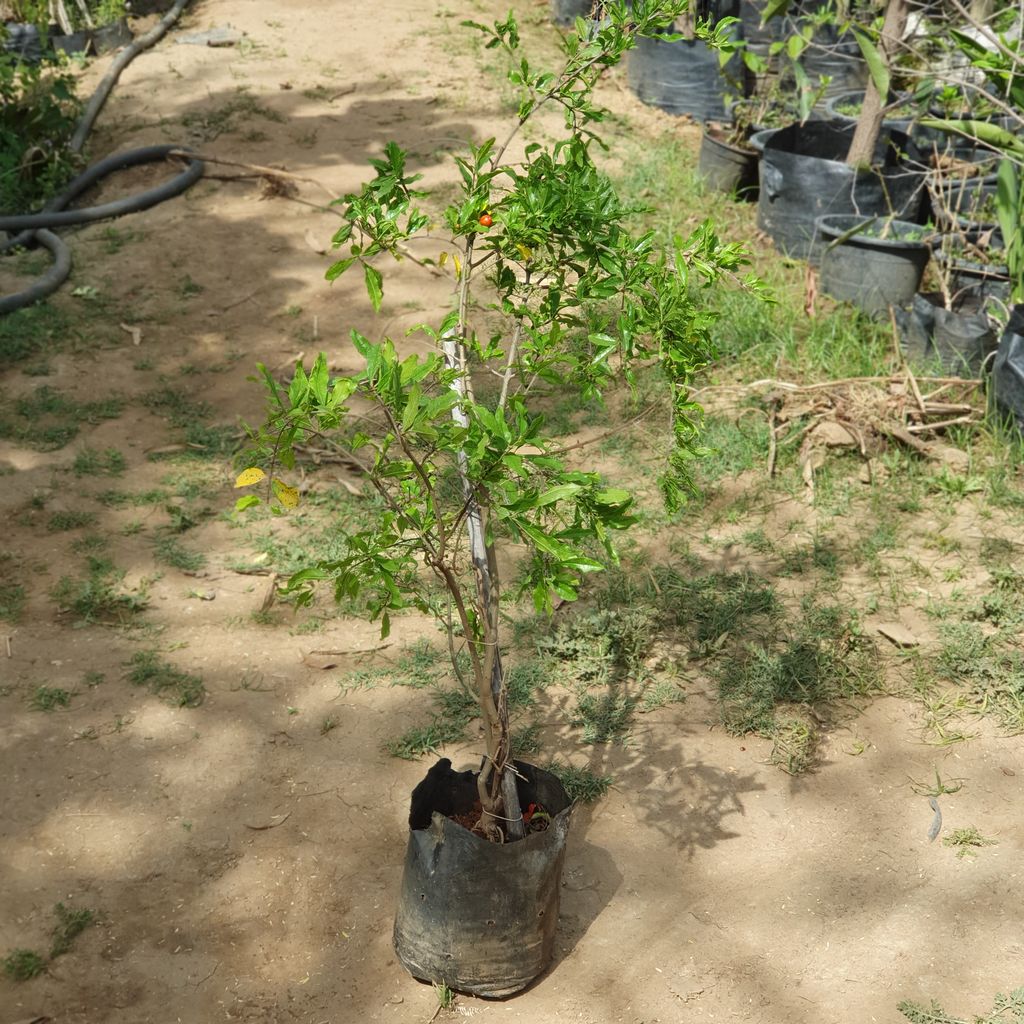 Kandhaari Anaar Plant in 13 inch