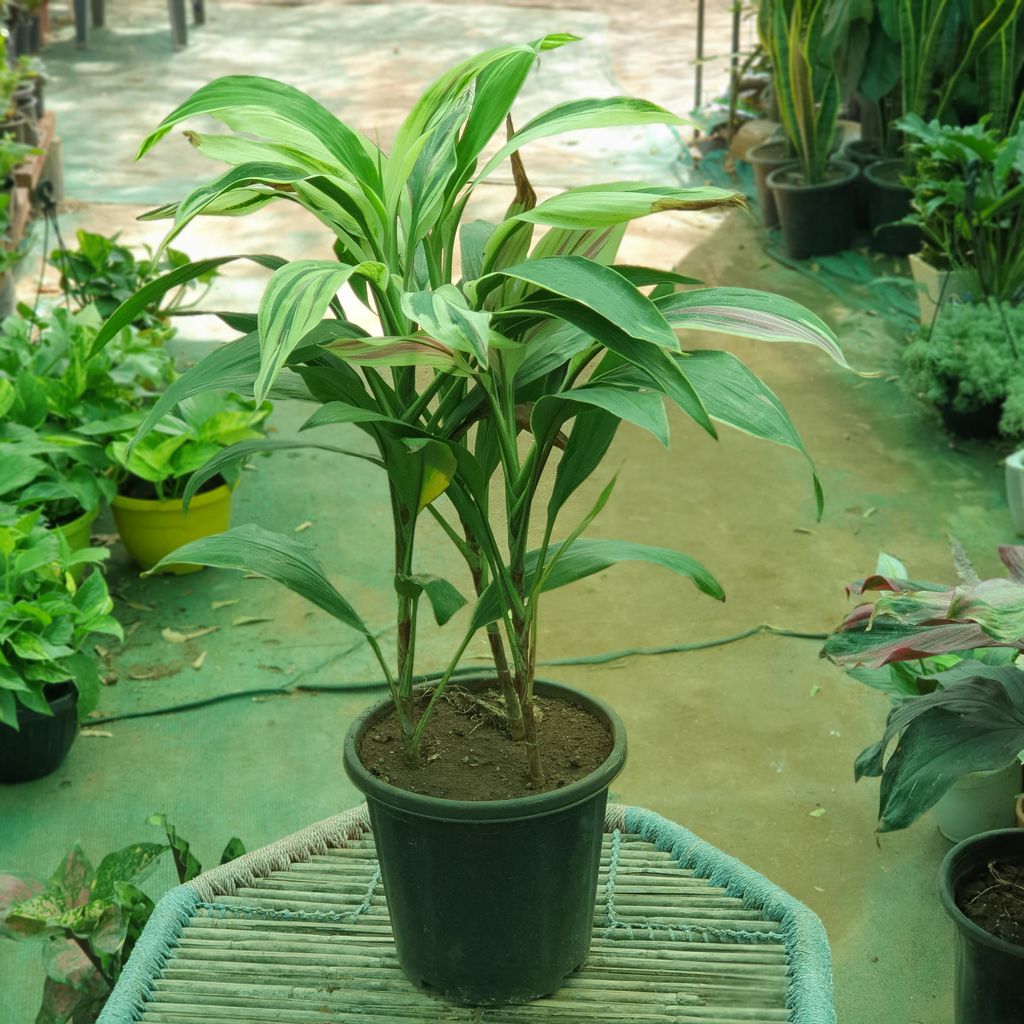 Rare Dracaena Variegated Plant in 10 inch Plastic Pot
