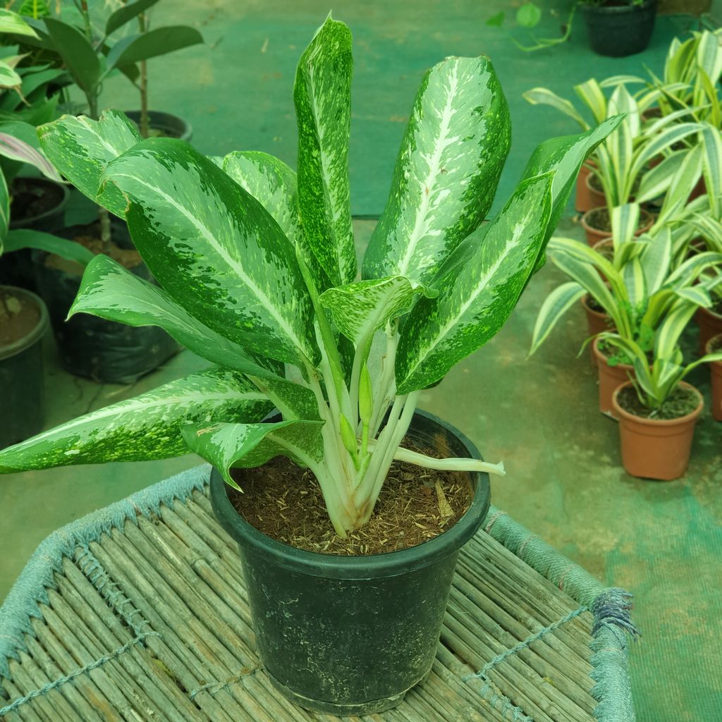 Aglaonema Pixie Plant in 10 inch Plastic Pot