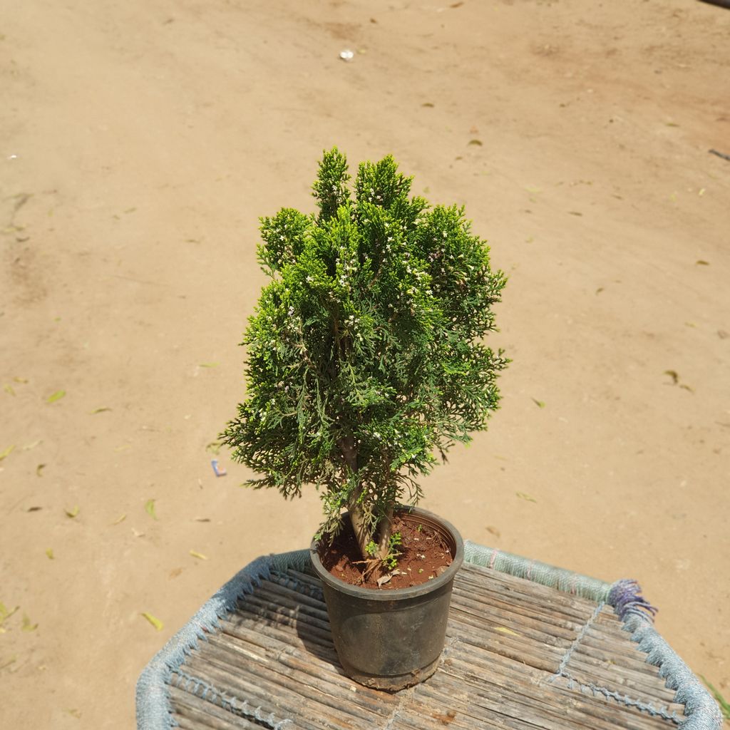 Morpankhi Vidya Plant in 8 inch Plastic Pot