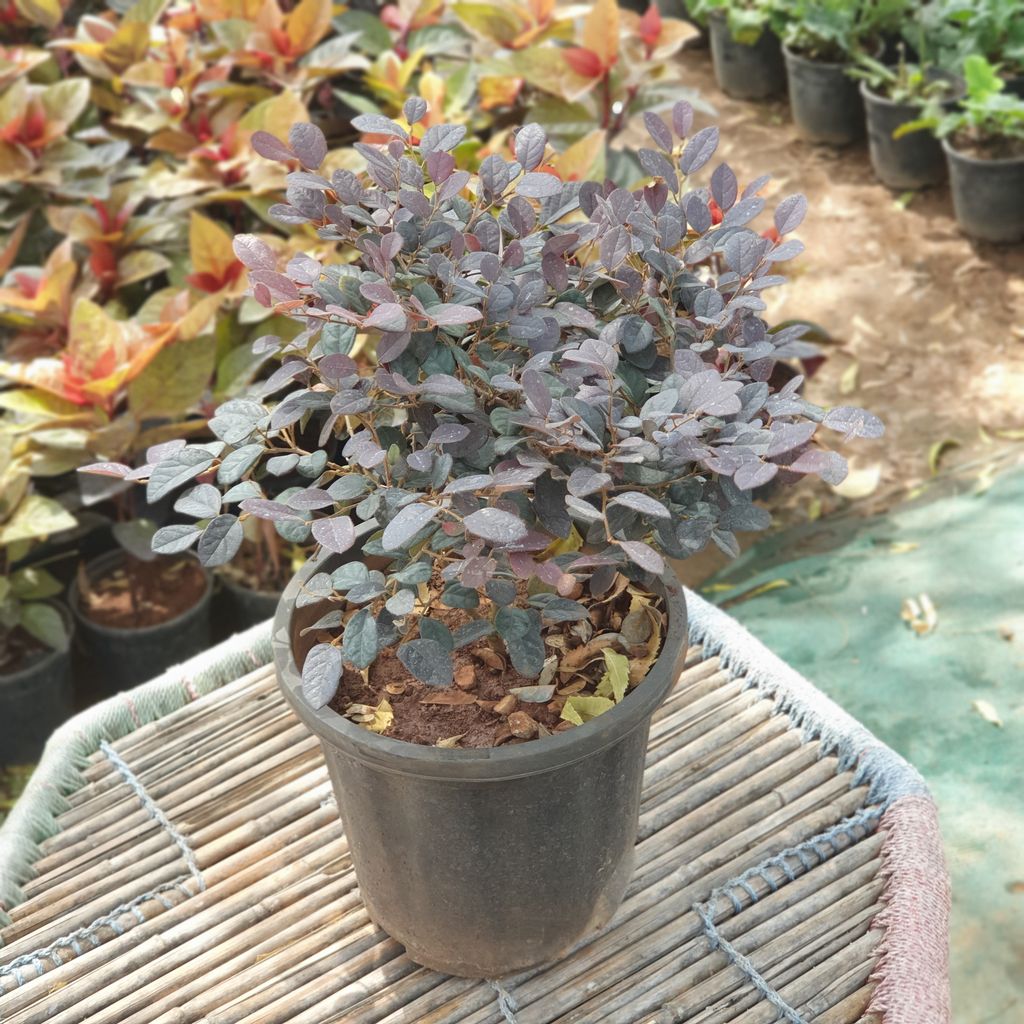 Loropectum Plant in 10 inch Plastic Pot