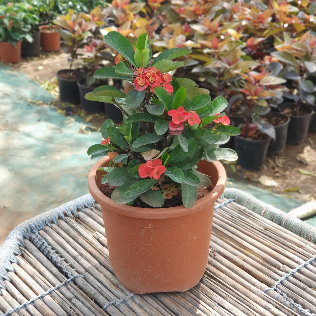Dwarf Euphorbia Red Plant in 6 inch Plastic Pot