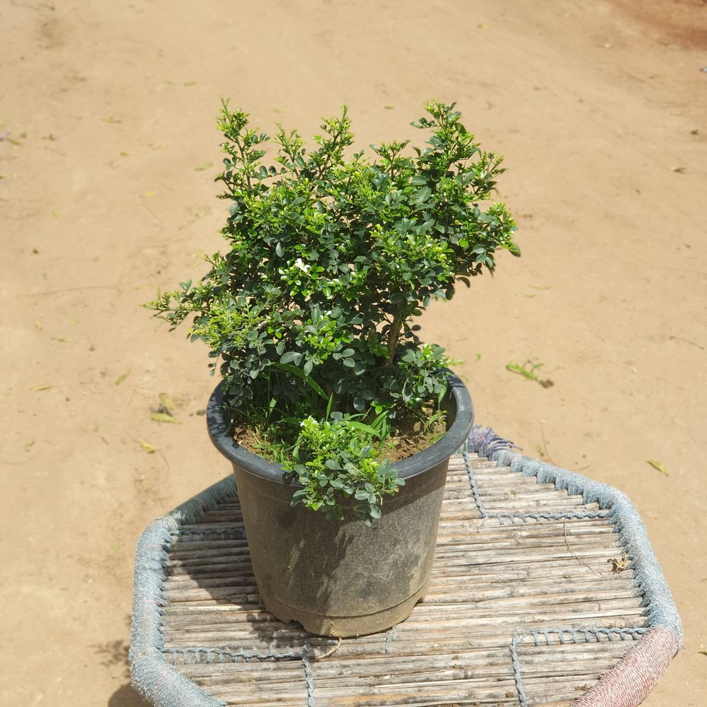 Dwarf Scented Murraiya Madhukamini Plant in 10 inch