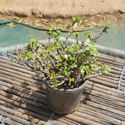 Buy Jade Plant in 4 inch Plastic Pot Online | Urvann.com