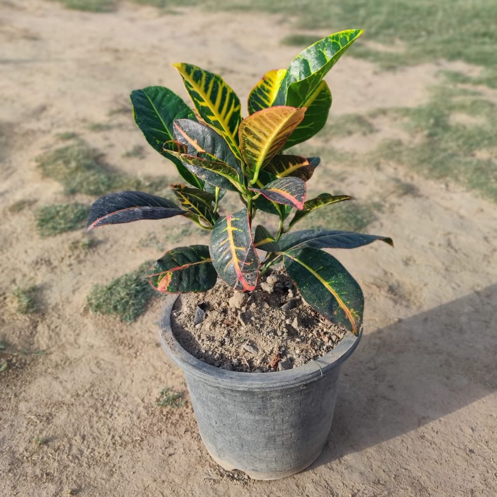 Croton In 8 Inch Nursery Pot