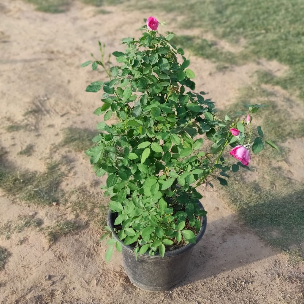 Kashmiri Rose In 10 Inch Nursery Pot
