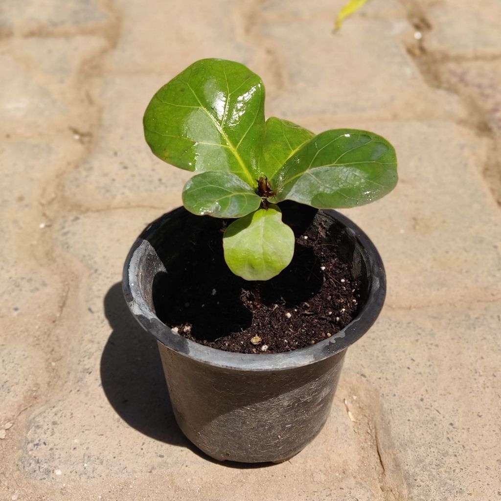Ficus Lyrata Fiddle Leaf Fig Mini in 3 Inch Pot
