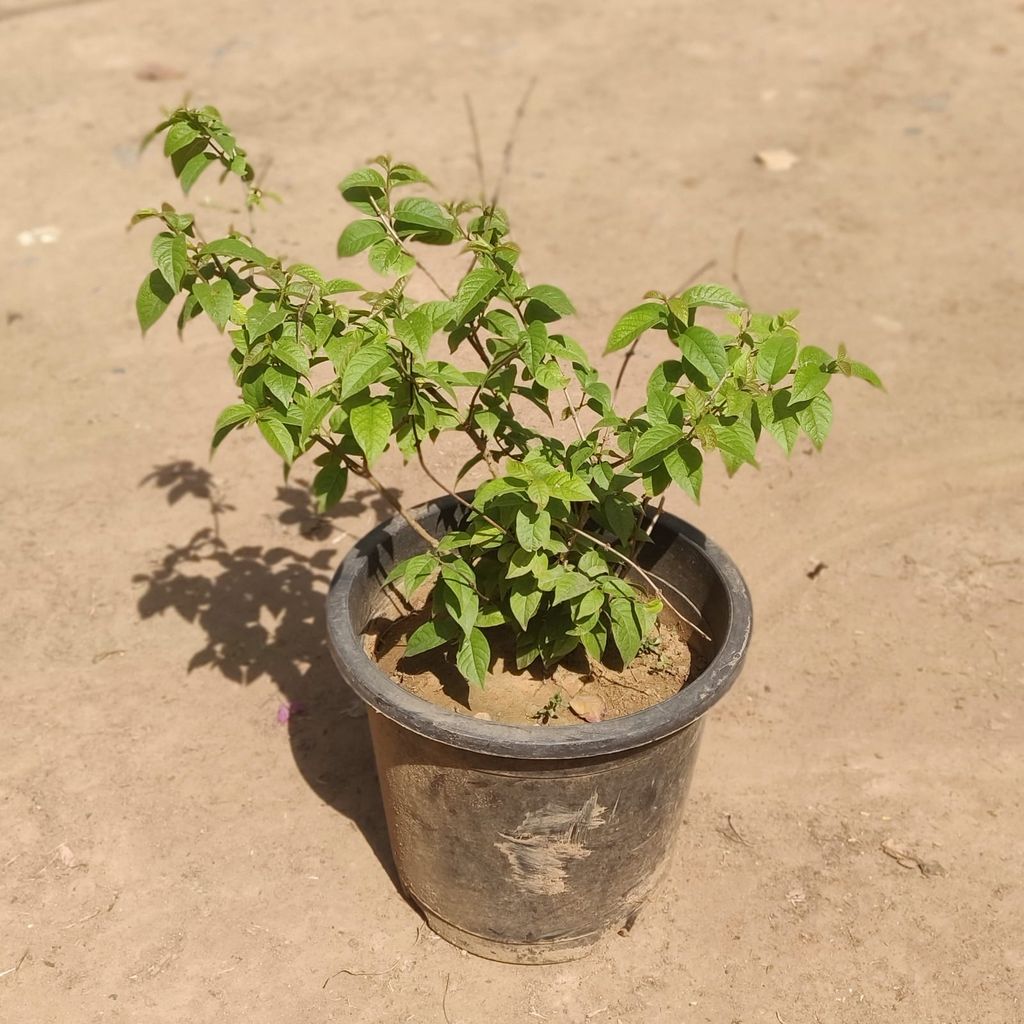 Fragrant Madhumalti Hybrid in 8 inch Plastic pot