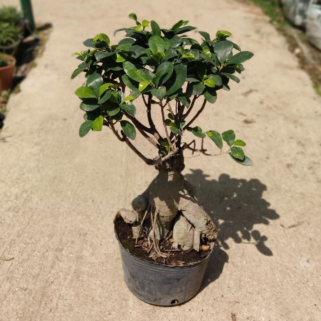 Ficus Bonsai In 7 Inch Bag