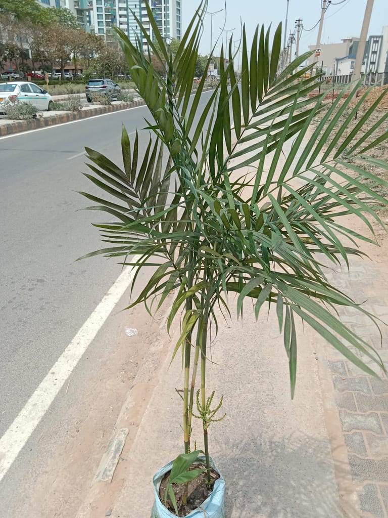 Cane Palm in 12 inch Bag (~5 Feet)
