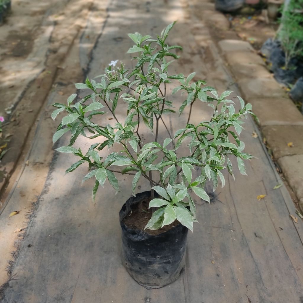 Variegated Chandni Plant in 13 Inch Nursery Bag